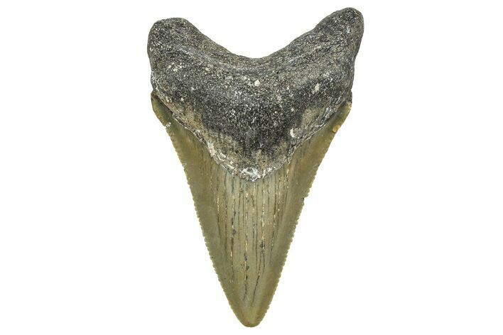 Serrated, Juvenile Megalodon Tooth - North Carolina #376545